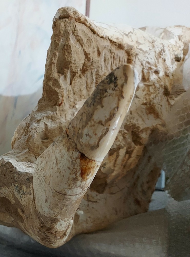Chilotherium ( 2 skulls in single auction )