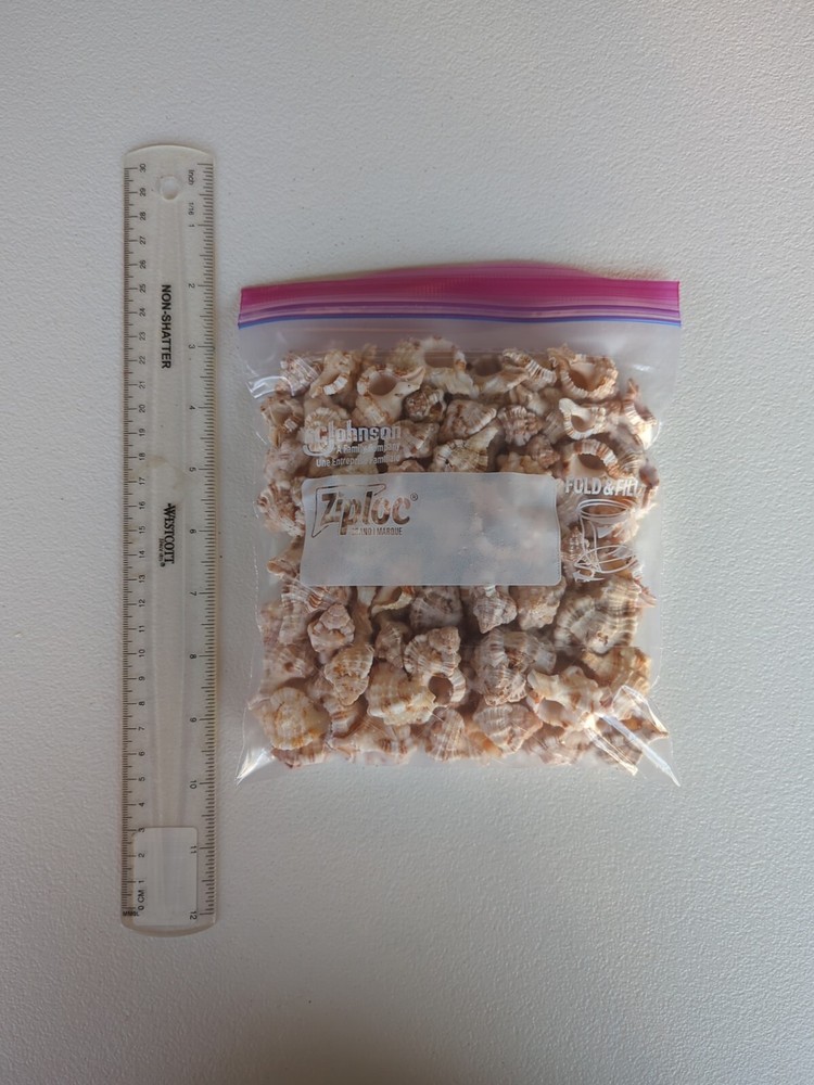 Quart size bag of Apple Murex shells