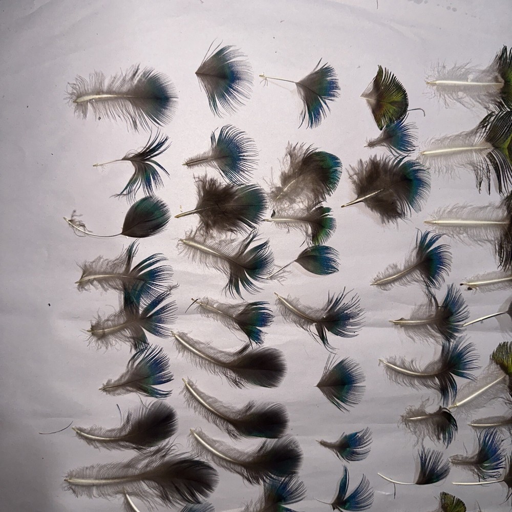 80 pc peacock feathers lot ref #2206