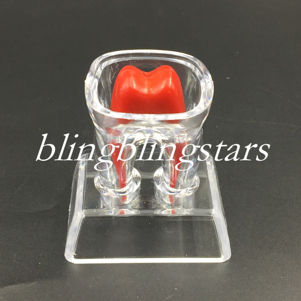 Dental Crystal Base Hard Plastic Removable Teeth Tooth Molar Model Study Supply