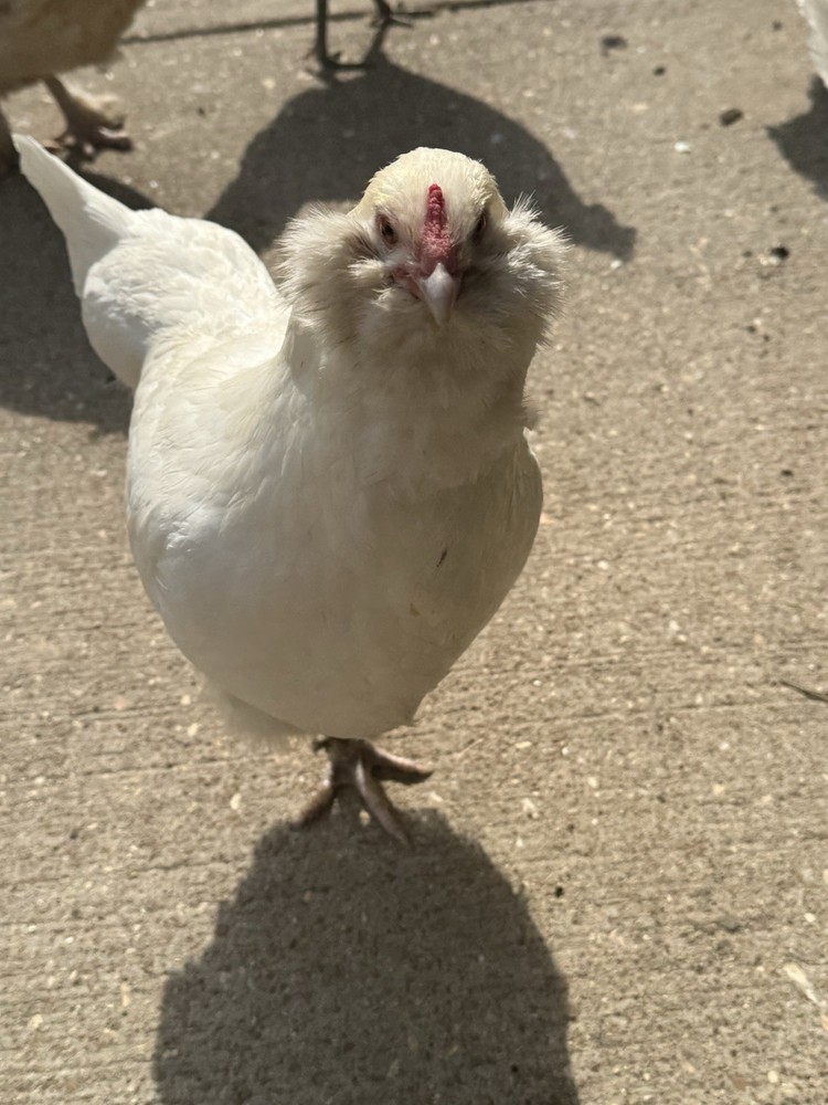 12 Rainbow Egger Hatching Eggs -Colorful Chicks + Eggs🌈 Rare Breed Chickens
