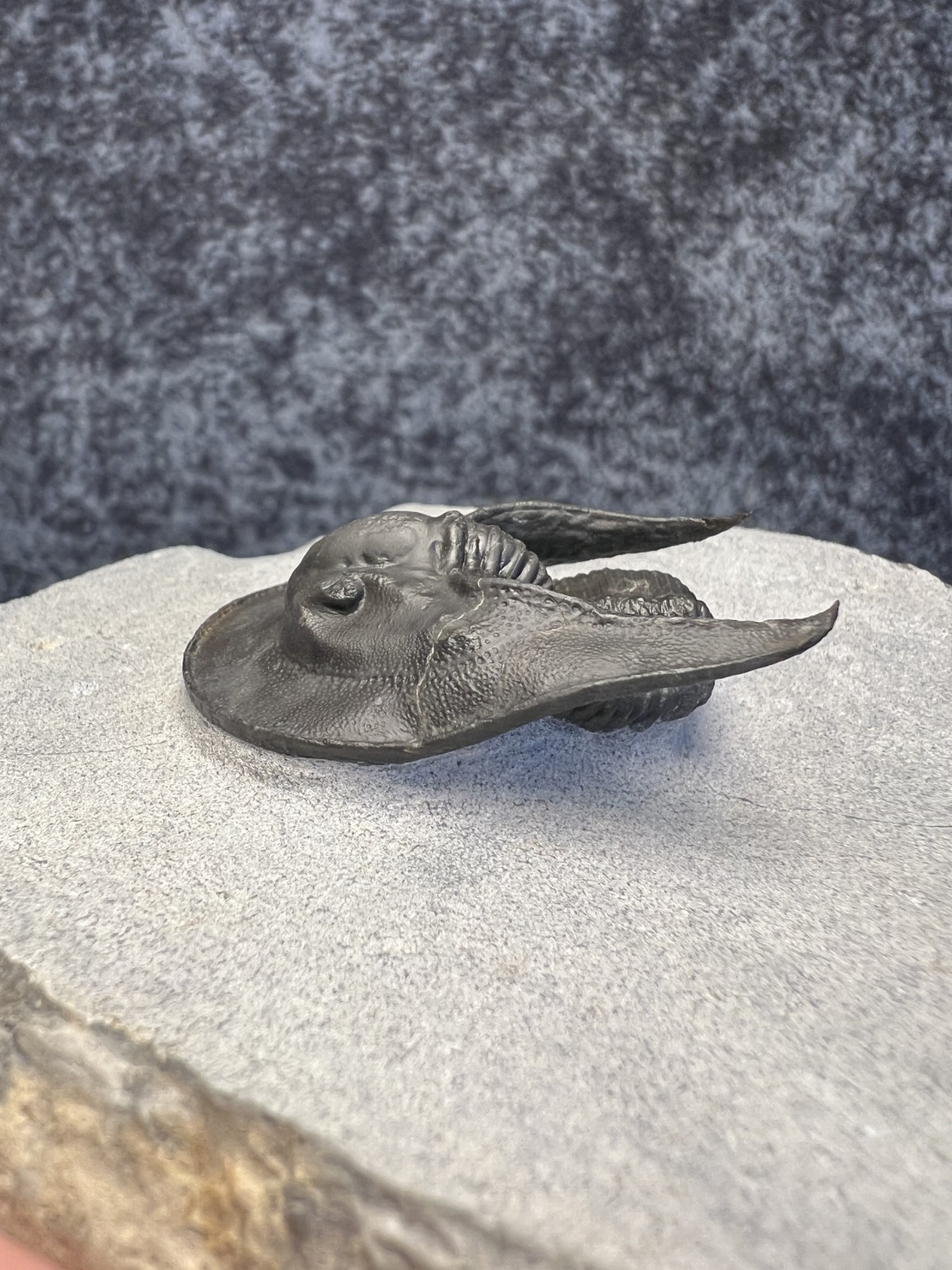 Harpes aff. perradiatus Trilobite Fossil – Attractive Specimen