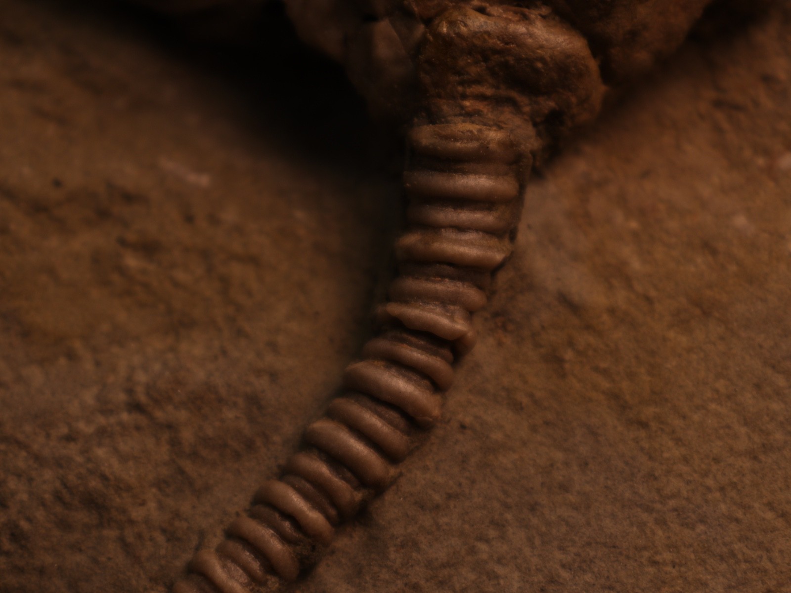 Actinocrinites gibsoni Crinoid Fossil, Crawfordsville, IN