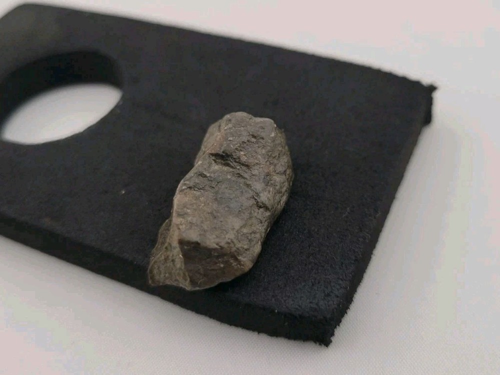 Fossil Dinosaur Permineralized Tooth T-rex 🦖