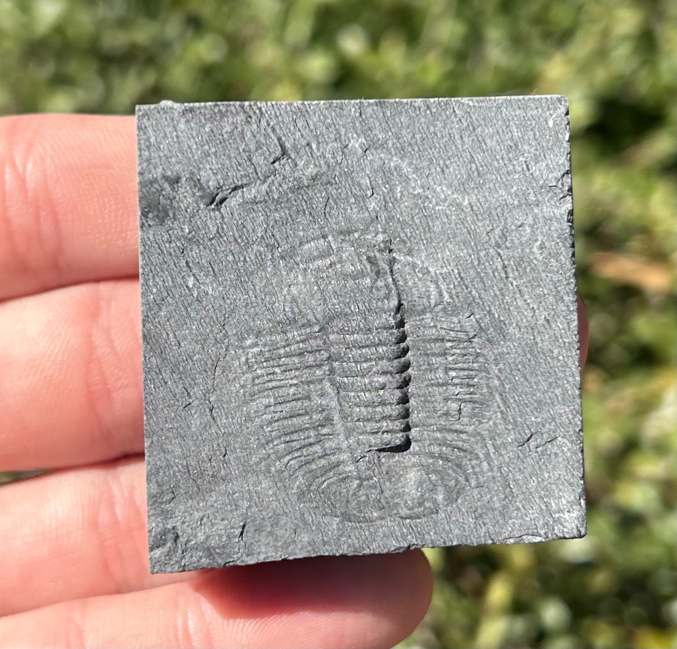 Washington Fossil Trilobite Ogygopsis Metaline Formation Cambrian Bug in Matrix