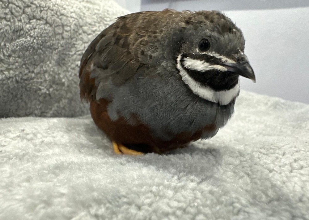 18 Button Quail RAREST COLORS HATCHING EGGS!