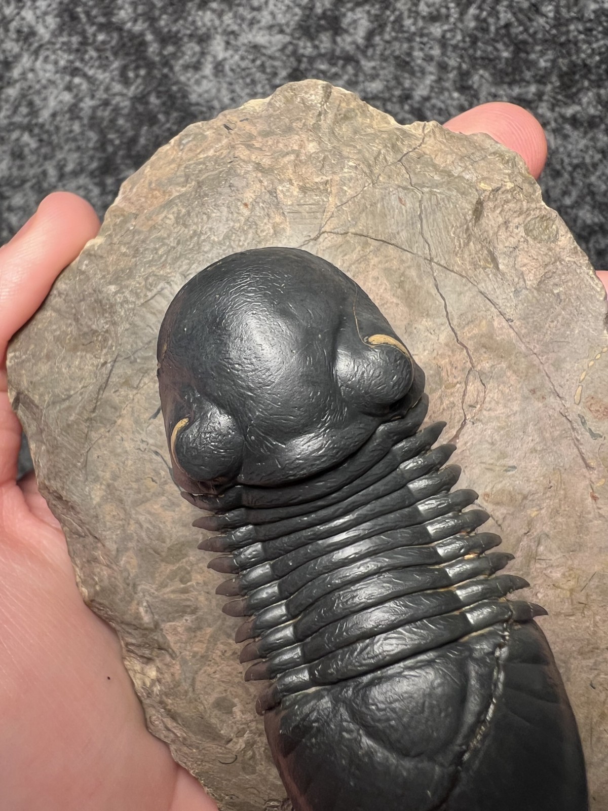 Paralejurus Trilobite Fossil – Flying Preparation with Rare Yellow Eyes