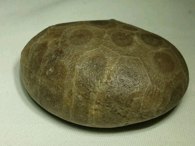 High Pattern Petoskey Stone Lot Natural Great Lakes Michigan Unpolished Fossils