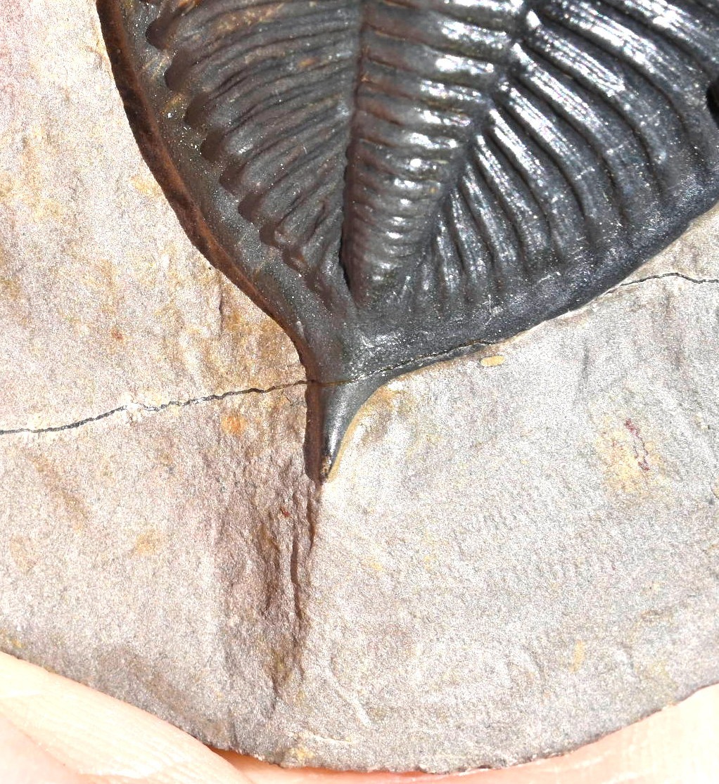 Trilobite Fossil, Zlichovaspis (Odontochile), from Morocco #1