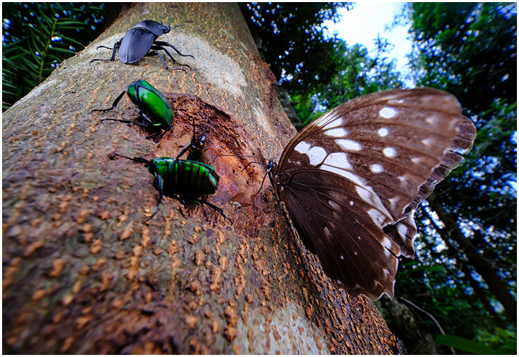 Macro Photography Reflector Cover Soft Light Box Diffuser Cap For Flash Lamp