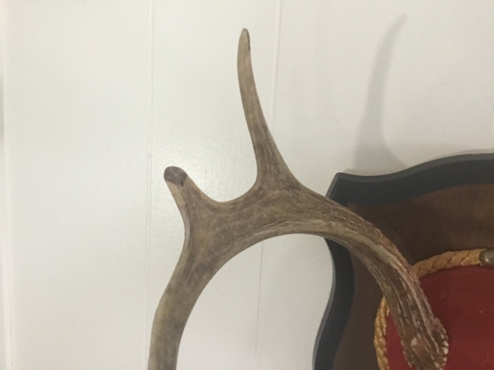 Mounted Deer Antlers #4