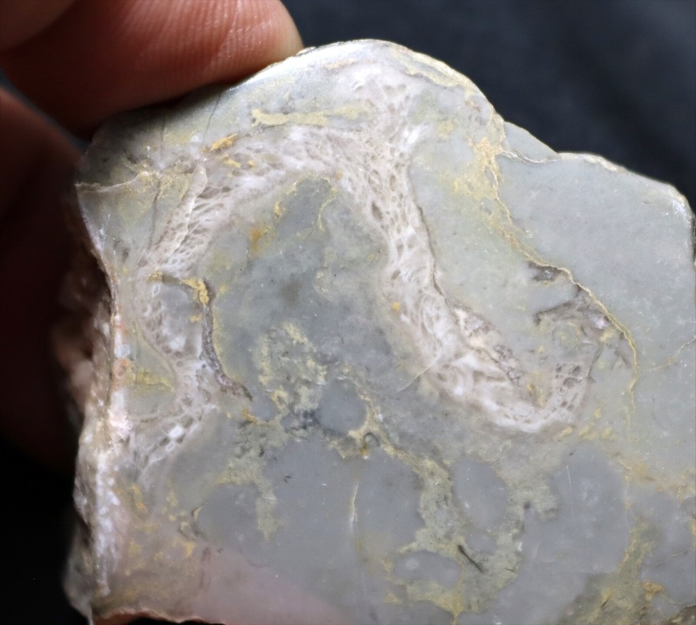 Rare Cambrian Archaeocyathids (reef builders) from Labrador, Canada