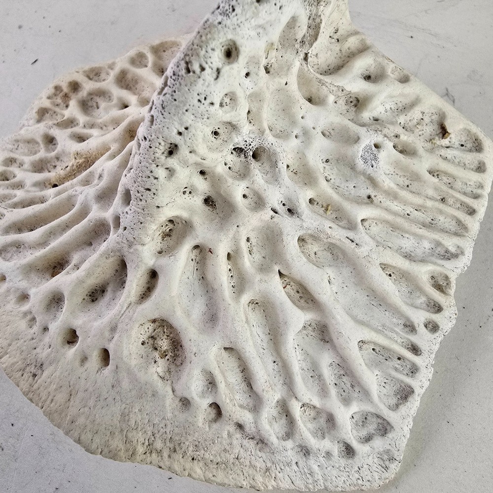 Gator Alligator Back Scute bone bones Bony scutes croc weird Osteoderms white