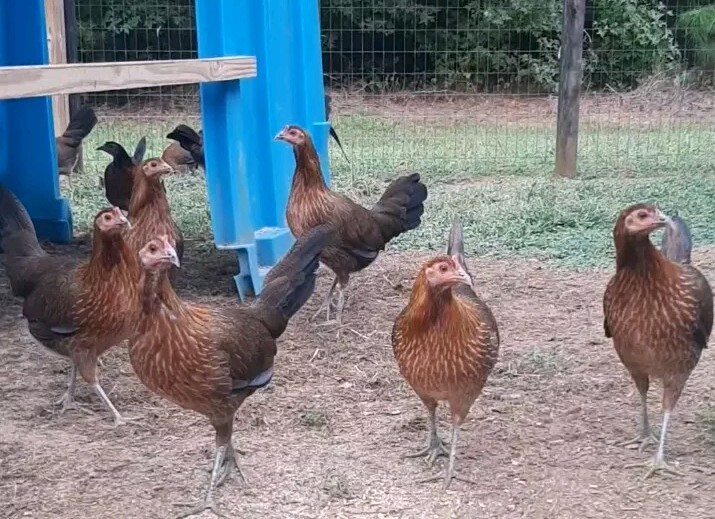 12 Chicken Hatching Eggs.