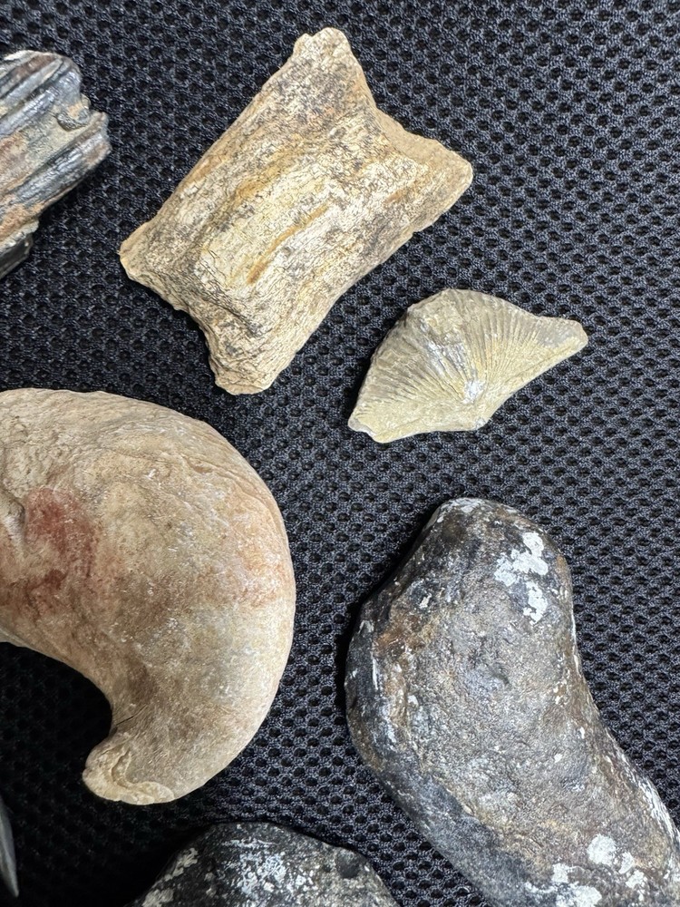 fossil collection lot From Southeastern Us