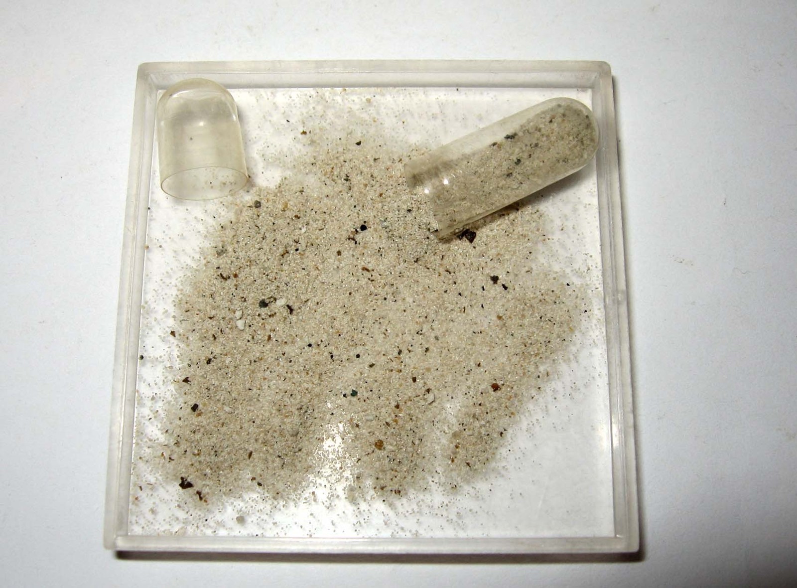 Devonian conodont rich micro fossil sample New Albany Shale excellent specimens