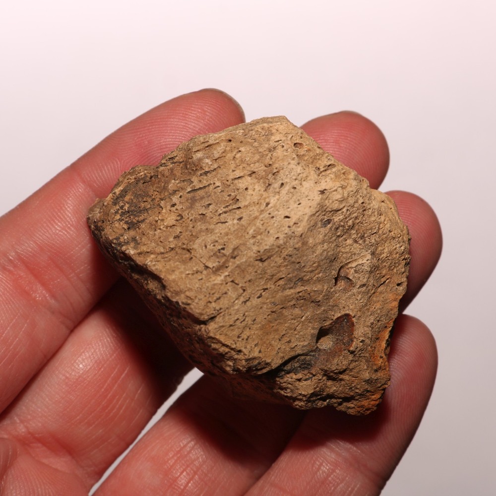 Dinosaur Bone Chunk with Bite Marks - Fossil - Hell Creek Formation Cretaceous