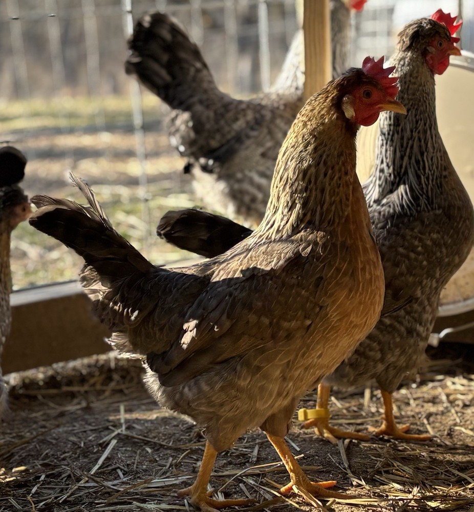 Cream Legbar Hatching Eggs (12 Eggs)