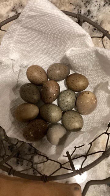12 Fertile Button Quail Hatching Eggs