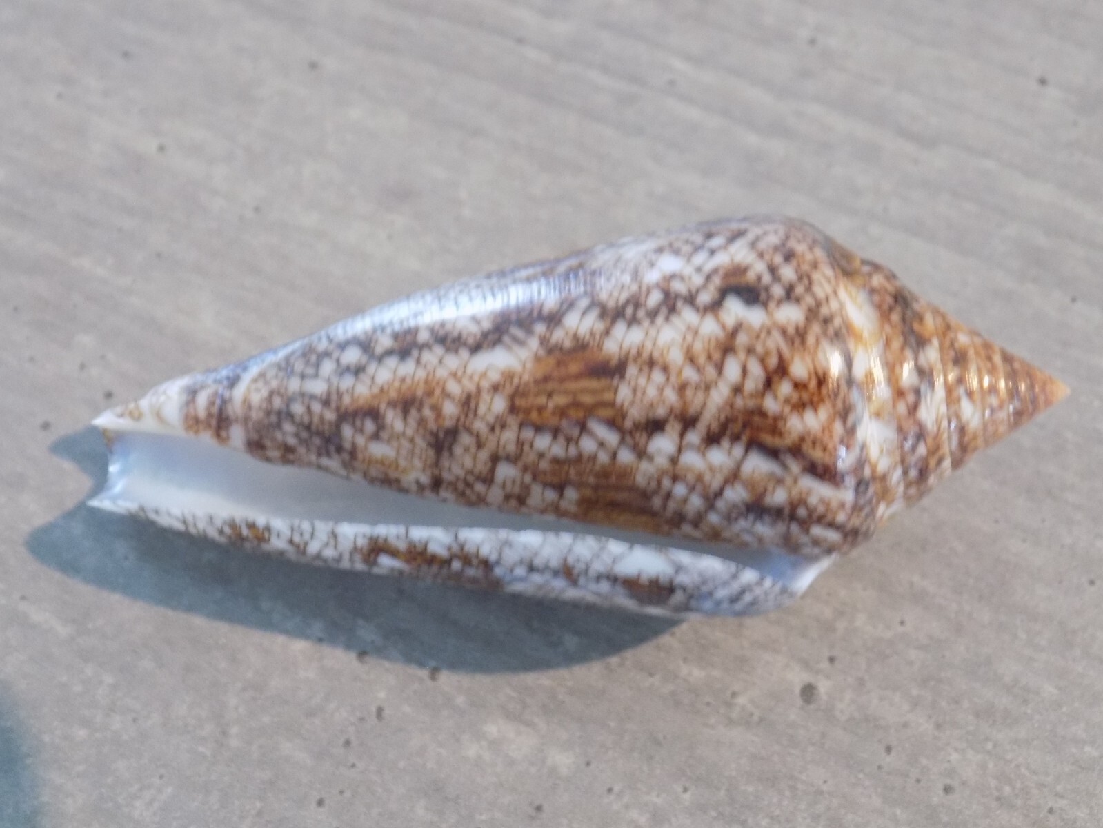 Coquillage : NEW CONIDAE CYLINDER GLORIAMARIS FELICIAE de 85.9 mm INDONESIE