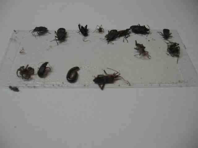 10 pk Stink Bug Trap / Strip, Asian Beetle, Lady Bug, Spider / Cricket, USA