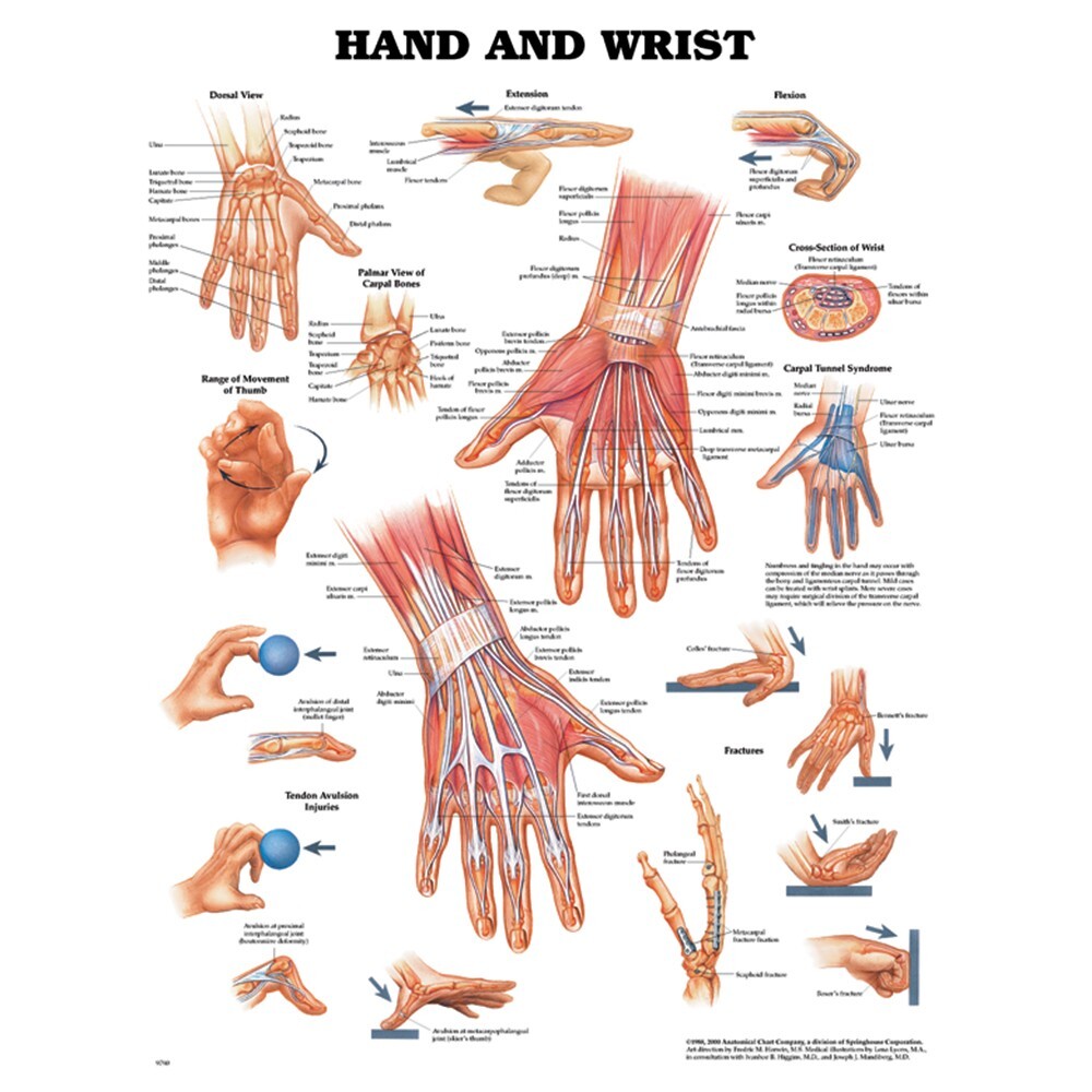 MILS Hand & Wrist Anatomical Chart