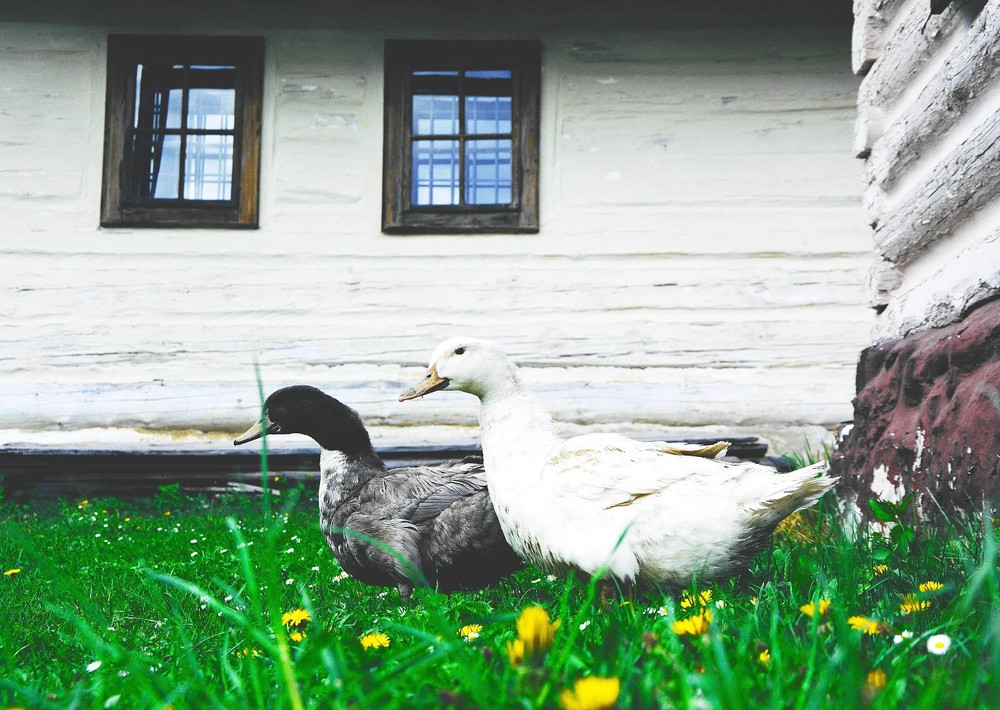 12 Fresh Duck Eggs Organic For Eating