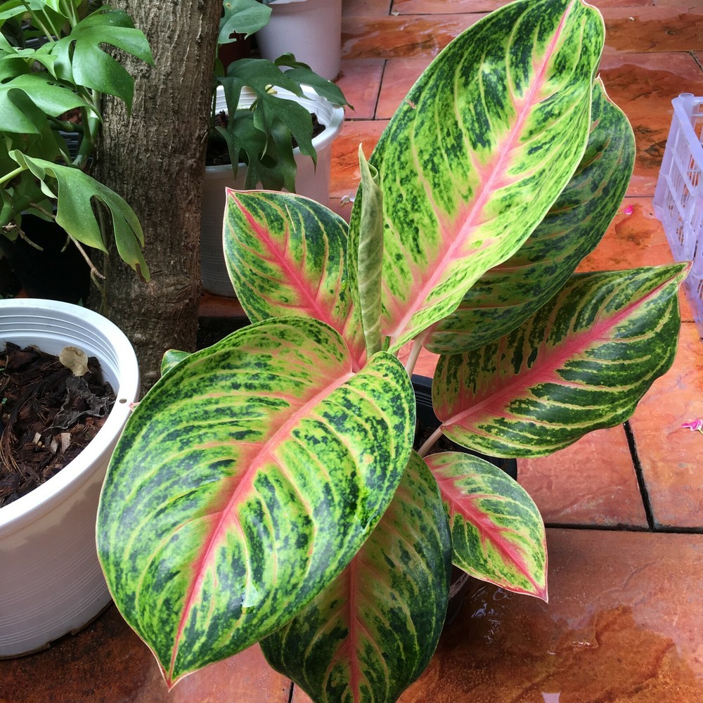 AGLAONEMA  MOON LIGHT