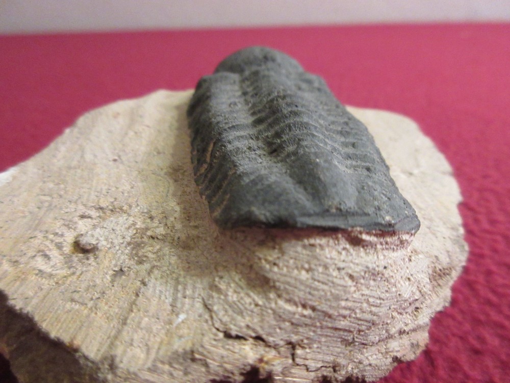 Fossil trilobite 9.2oz