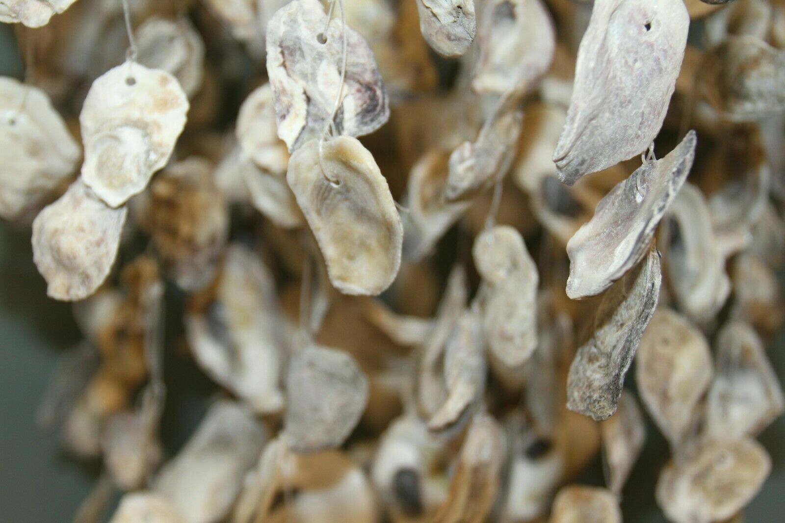 Restaurant Decor Oyster Shell Mobile Chandelier Hand-Crafted, Oyster Expo