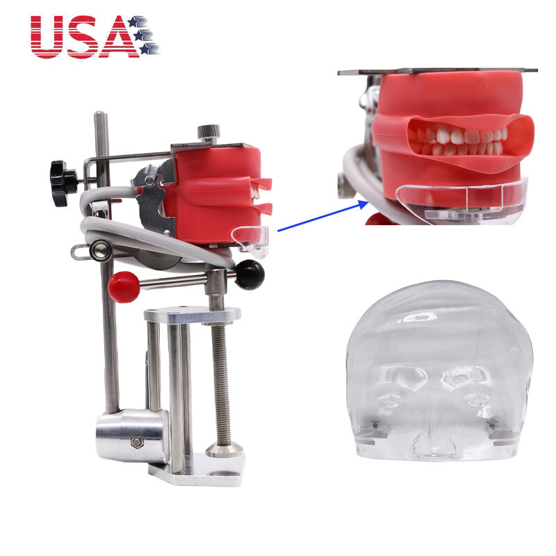 Dental Simulator Manikin Phantom Head Model with Bench Mount for Dentist
