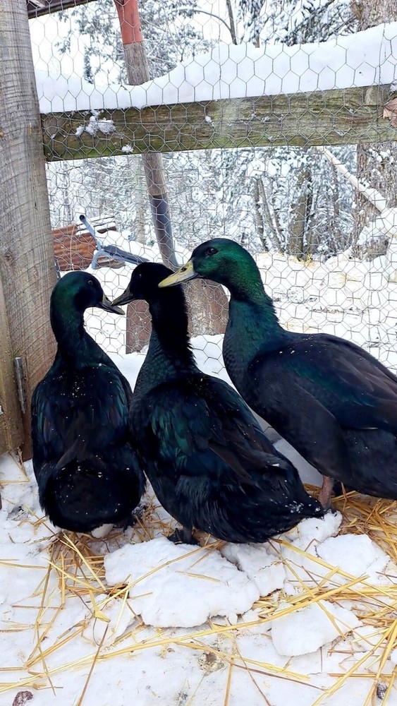 12 duck hatching eggs| Lay Eggs Everyday