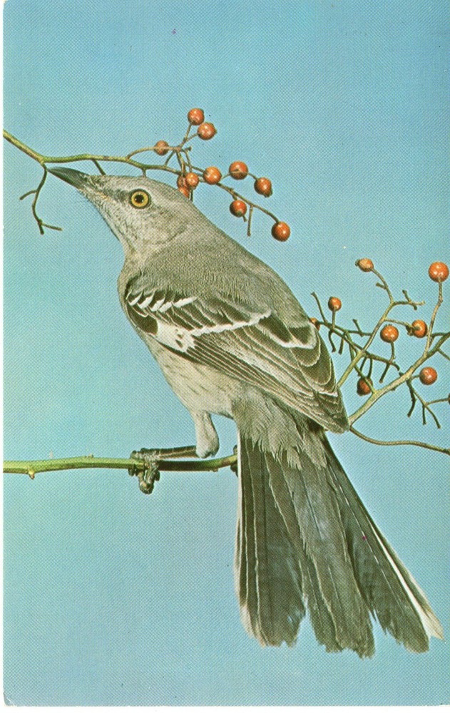 MOCKINGBIRD, ARKANSAS STATE BIRD  - PC3666