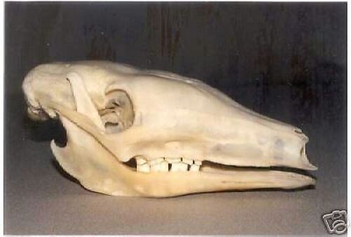 AARDVARK   SKULL REPLICA