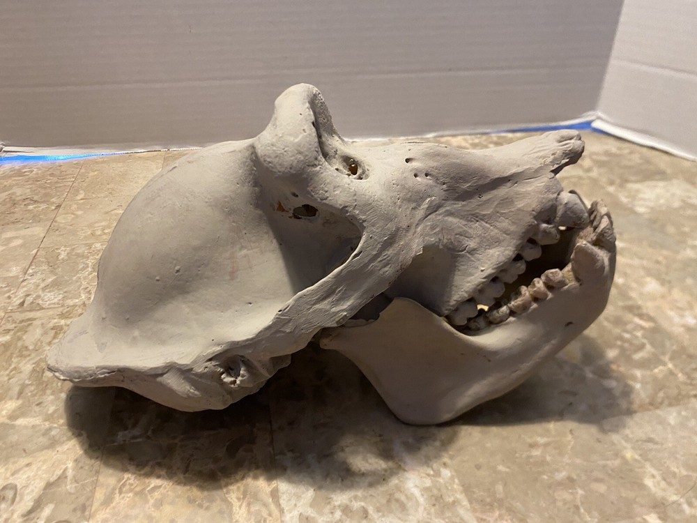 Gorilla Skull Replica Skull Large Cast Model Two Piece