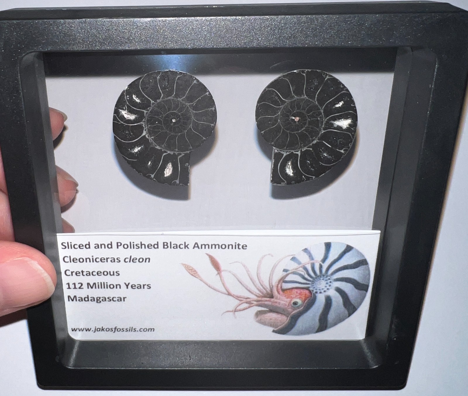 SUPER RARE Sliced Framed BLACK AMMONITE Lot Dinosaur Era Fossil One Per Order