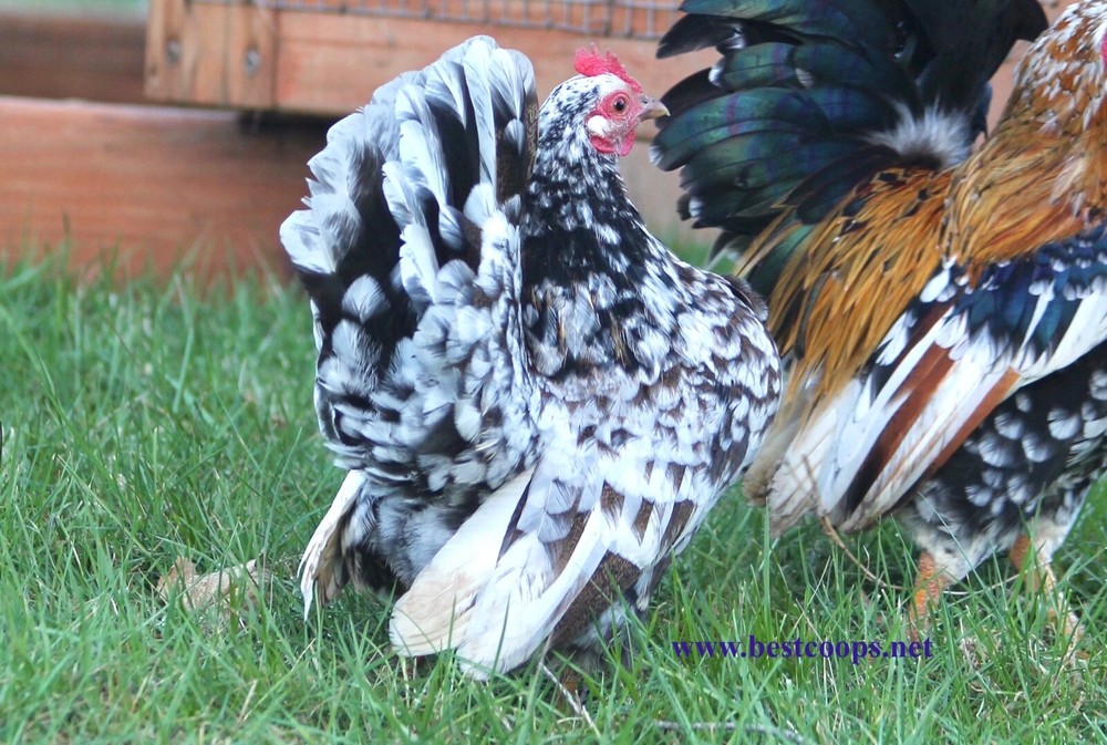 6+ Fertile Show Quality Serama Chicken Hatching Eggs