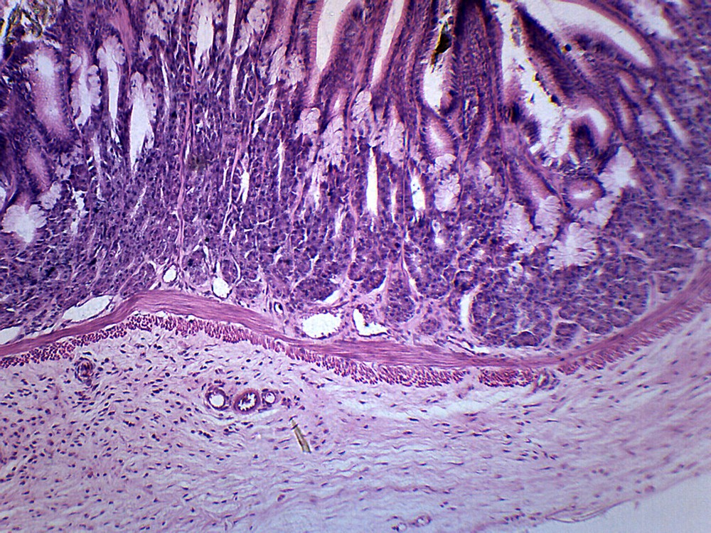 Frog Stomach Section - Prepared Slide - 75x25mm - Eisco Labs