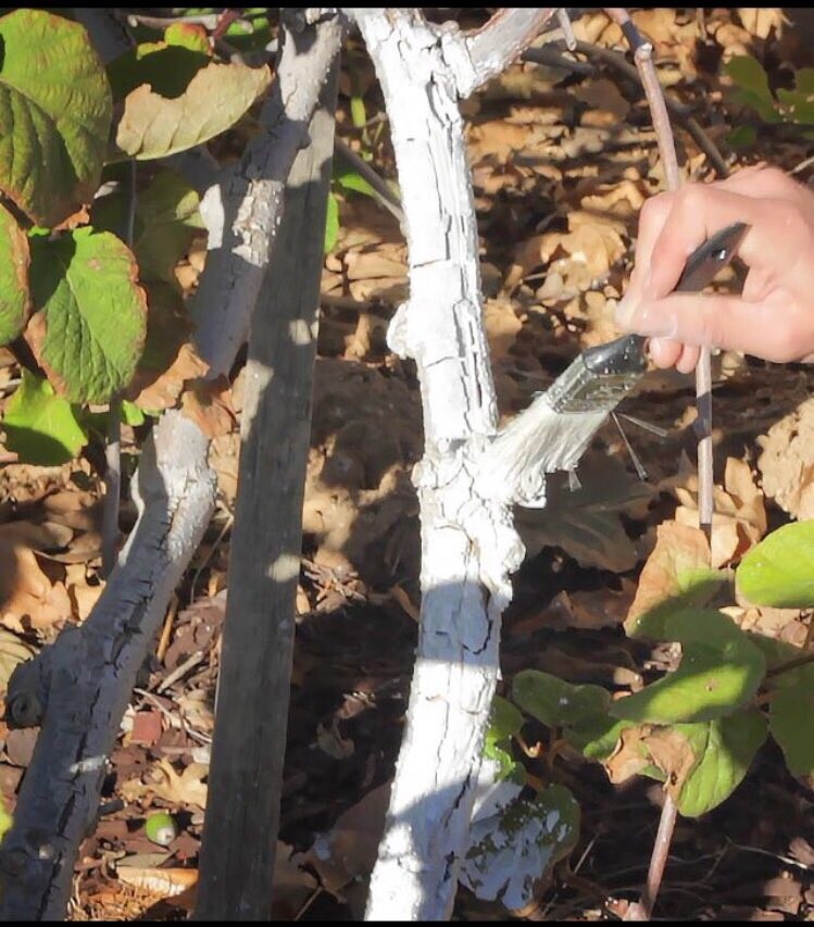 IV Organic White Wash, 1 Pint (WHITE)