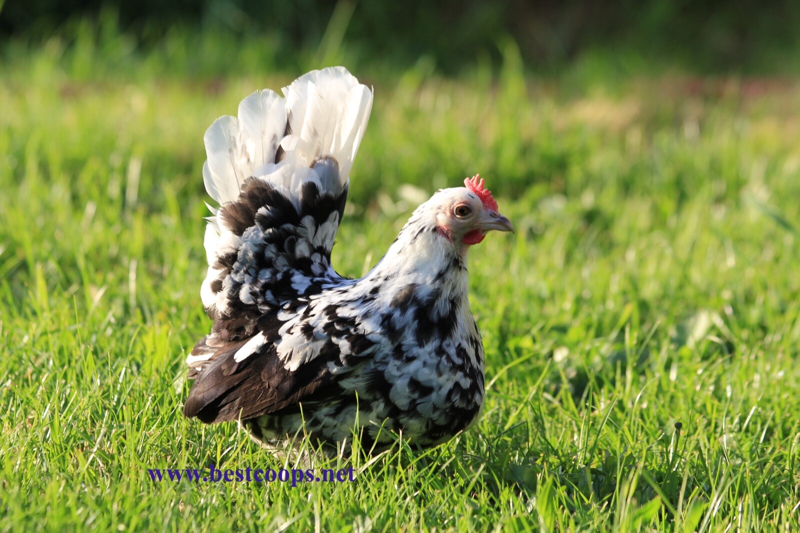 12+ Fertile Show Quality Serama Chicken Hatching Eggs