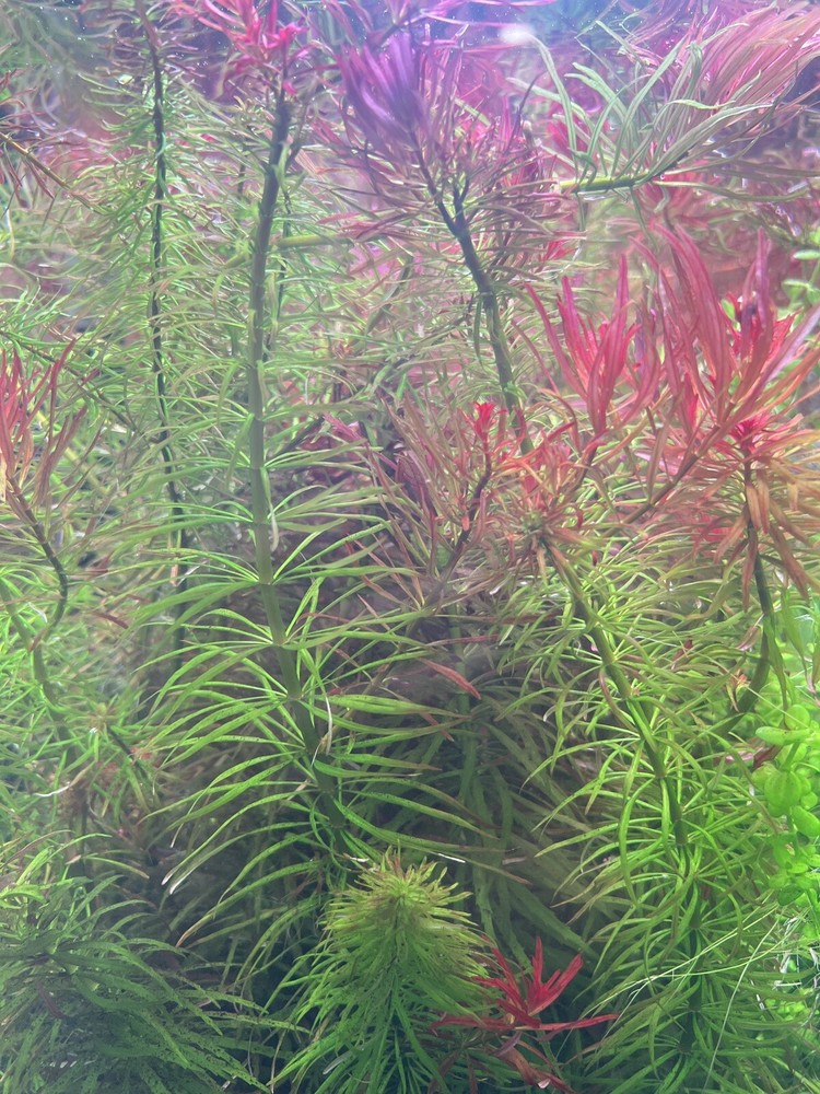 Water grass