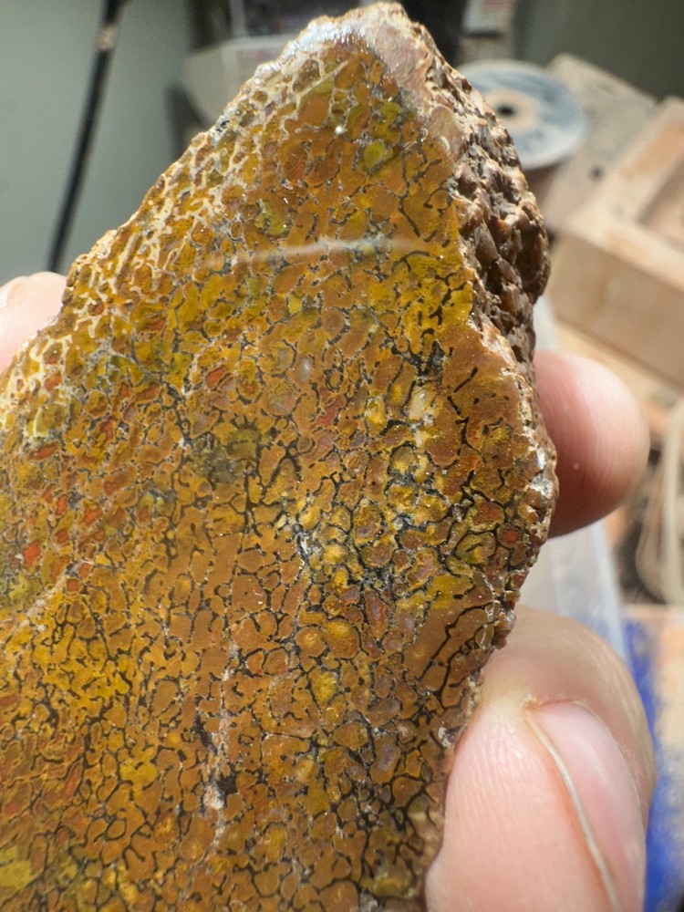 Dinosaur bone rough **hxtled end cut