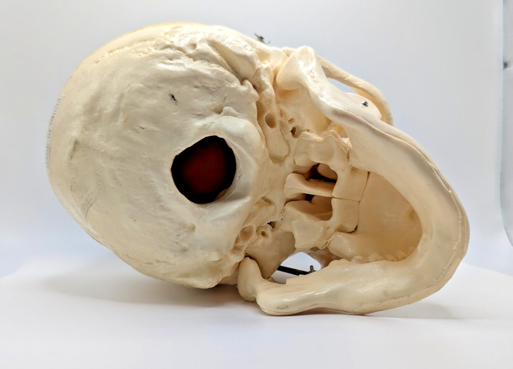 Medical Anatomical Precision Model Human Skull Antique