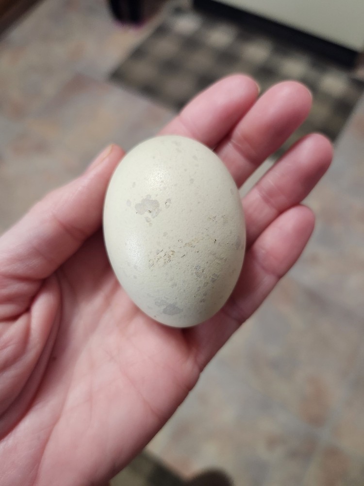 6+2 Extra Homozygous Silverudd Blue Hatching Eggs