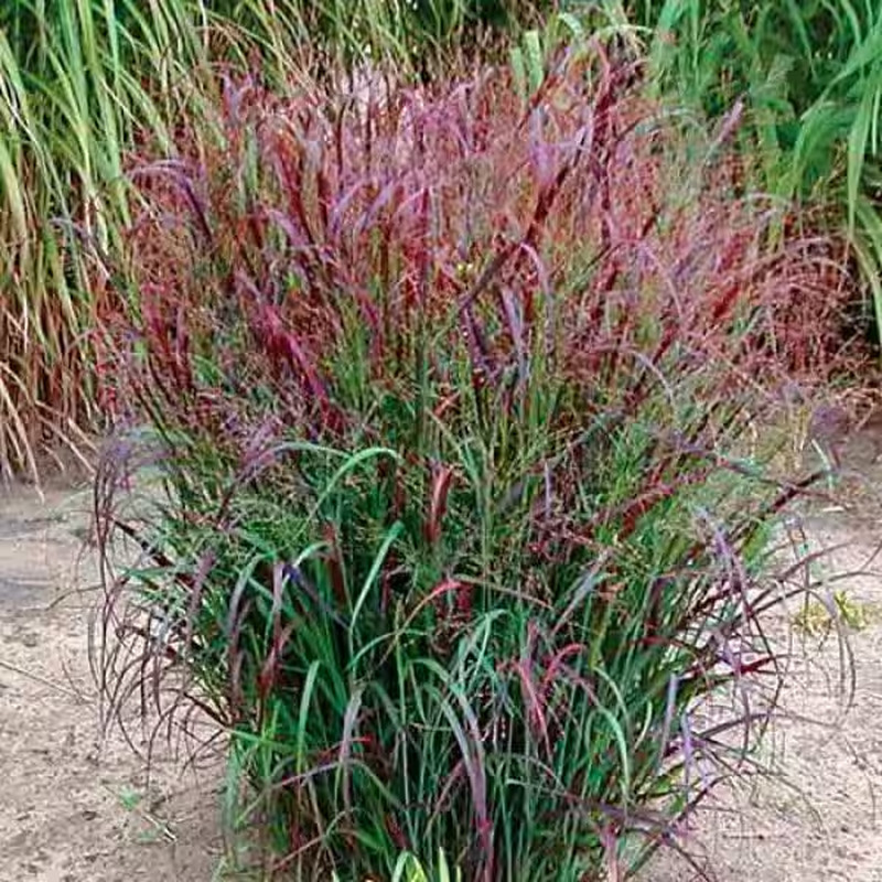 1 Gal. Shenandoah Switch Grass (2-Pack)