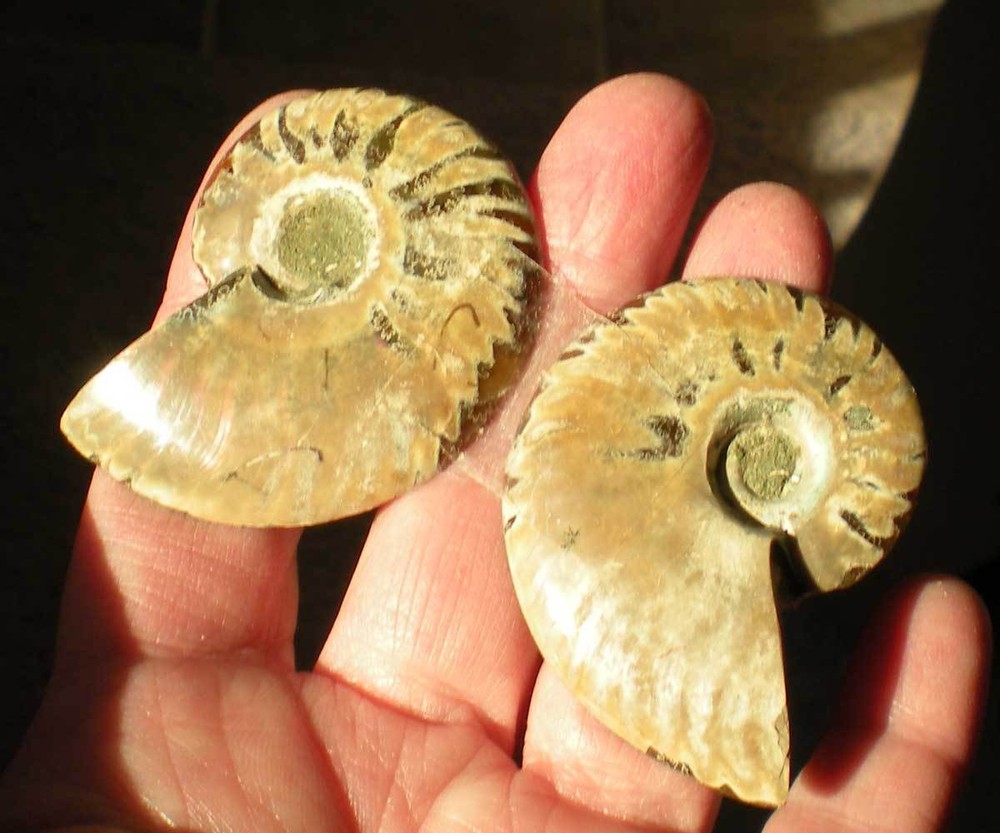 Opalized Ammonite Specimen from Madagascar r976f