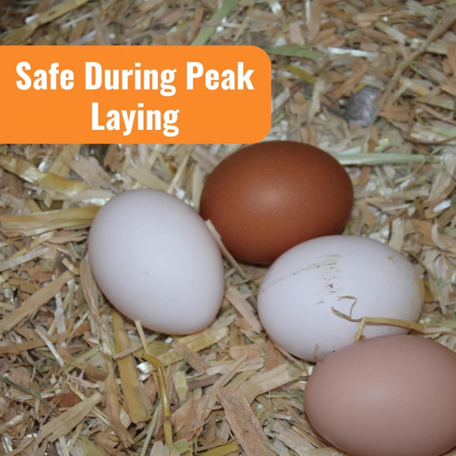 WormStop Natural Chicken Dewormer Powder – All-Natural Herbal Blend for Daily