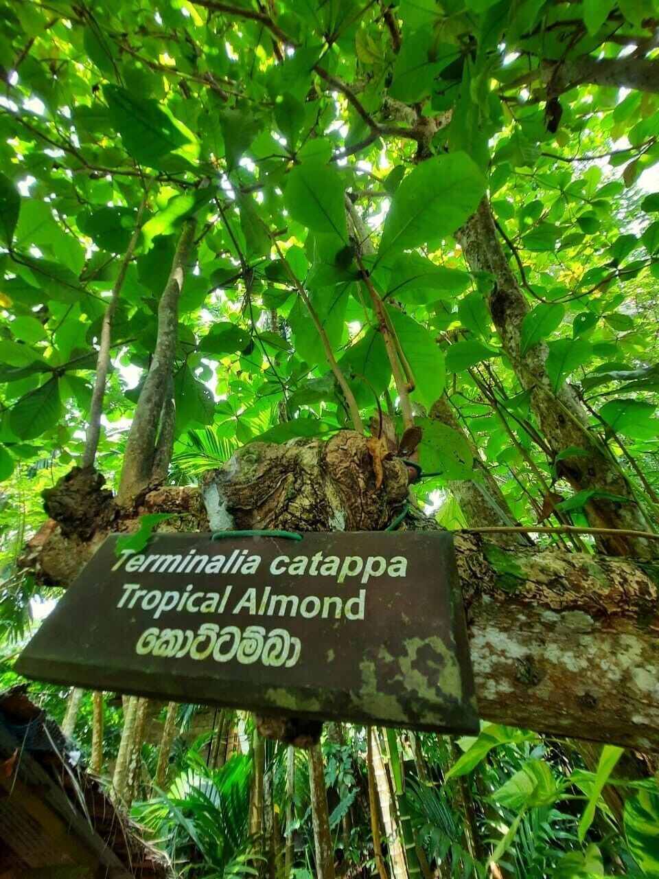 120g LARGE Indian Almond Catappa Ketapang Leaf Leaves Aquarium Betta Fish Shrimp