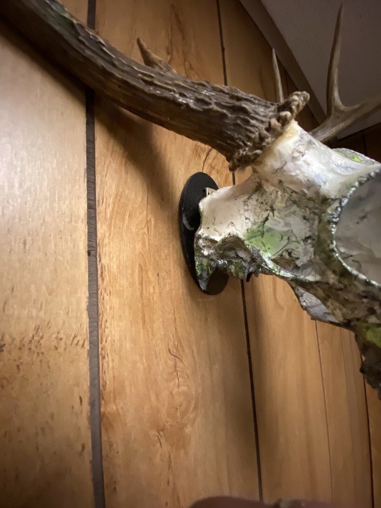 25 European skull mount hangers