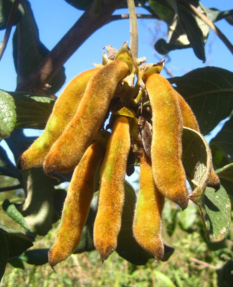 focus factor - MUCUNA PRURIENS EXTRACT -2B- increase endurance